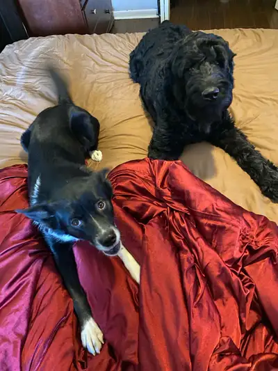 Giant Schnauzer looking for a loving new home, View more