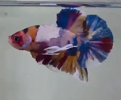 Thailand dumbo plaket koi pink purple yellow blue, View more