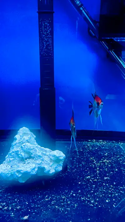 Angelfish Red Devil breeding pair Angels, View more