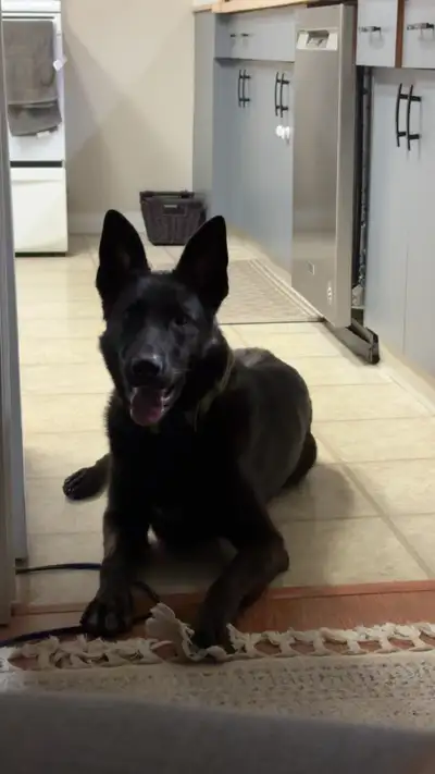 Black German Shepherd, View more