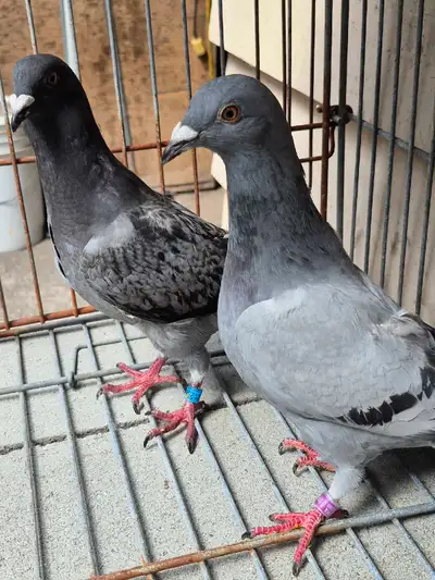 YOUNG RACING PIGEONS , View more