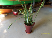 Sansevieria Plant with pot for sale