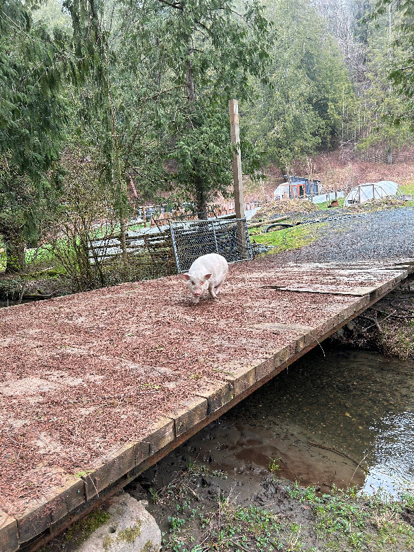 2 pot-bellied pigs in Livestock in Chilliwack - Image 4