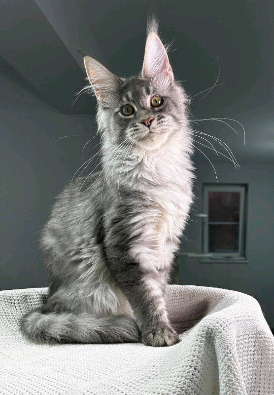 TAILOR MADE- gorgeous shaded SILVER male MAINE COON | Cats & Kittens