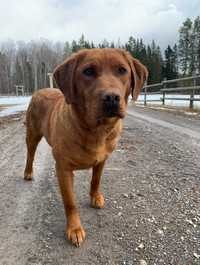 RESERVE CKC Fox Red Labrador Retriever Puppy due end April'24