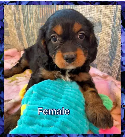 Beautiful litter of Cavapoos. 2 males and 1 female are available. Born from mom, a mini poodle of 14...