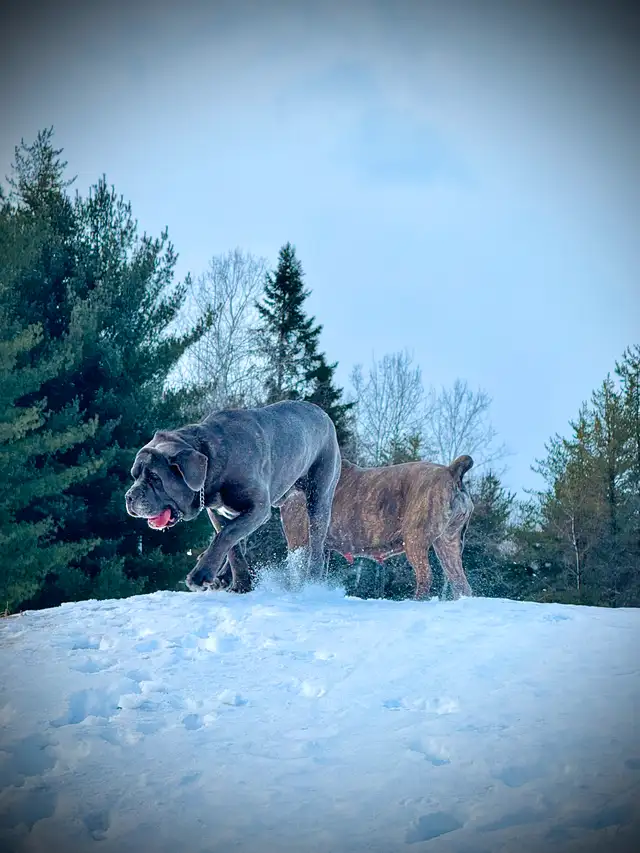 Cane Corso in Dogs & Puppies for Rehoming in City of Montréal - Image 11