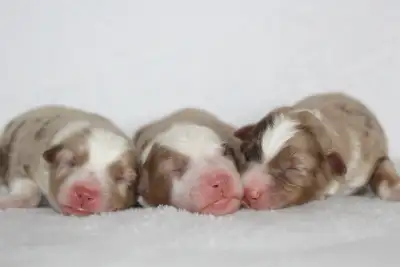 Australian Shepherd Waitlist , View more