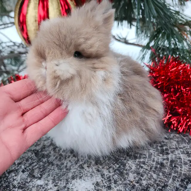 EXTRAORDINARY NETHERLAND DWARF, HOLLAND LOP,  ANGORA BUNNIES in Small Animals for Rehoming in Thunder Bay - Image 7