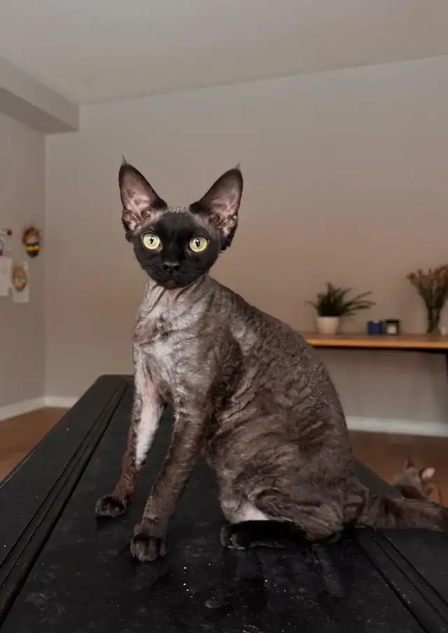 Devon Rex Girl