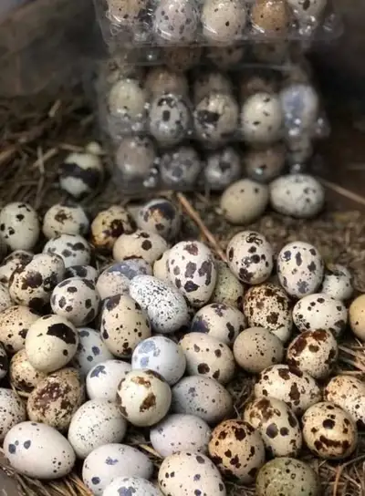 Oeuf de caille frais disponible