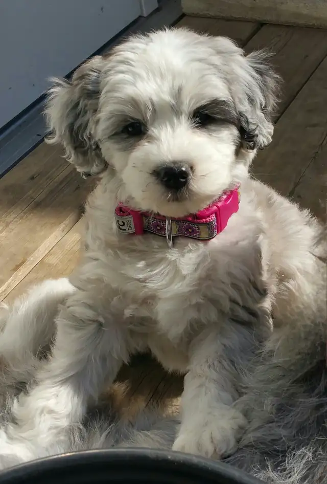 Dog Boarding Professional Reasonable Prices With 5 Stars in Animal & Pet Services in Calgary - Image 10