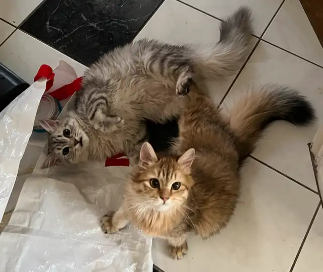 Ragdoll &amp; pure Persian-UPDATED