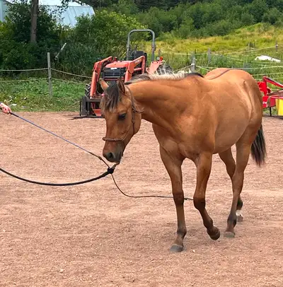 Registered quarter horse yearling gelding Very well handled Super quiet and easy to learn Should mat...