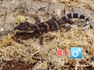 Japanese Cave Geckos (Goniurosaurus orientalis), View more