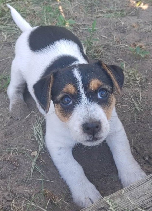 Superfly Jack Russell Terriers Dogs & Puppies for Rehoming City of Toronto Kijiji