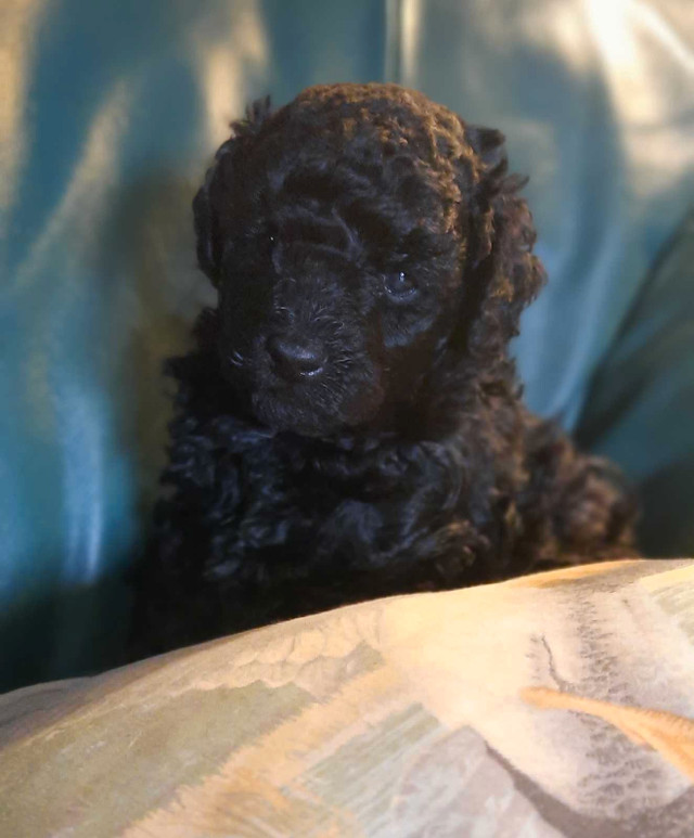 Mini/Toy Poodle in Dogs & Puppies for Rehoming in Saint John - Image 4