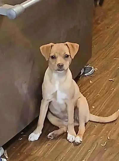 pug mix  and pomchi puppies, View more