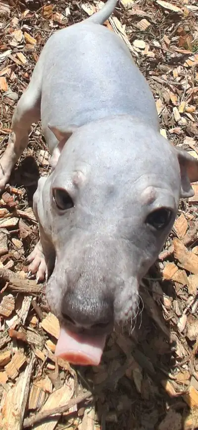 American Hairless Terriers, View more