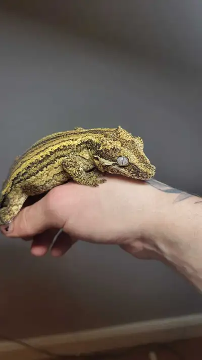 RTB proven female Gargoyle Gecko, View more