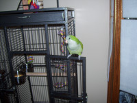 1 YEAR OLD QUAKER PARROT TO REHOME