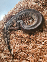 Sumatran Short Tail Python *Male*