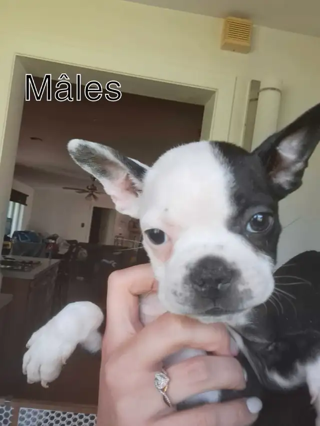 Bébé Boston Terrier chien in Dogs & Puppies for Rehoming in Lanaudière - Image 5