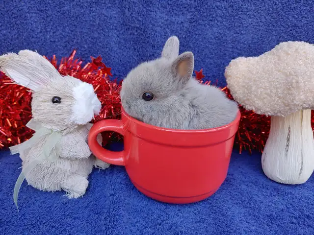 EXTRAORDINARY MINI REX BABY BUNNY RABBITS in Small Animals for Rehoming in City of Toronto - Image 11