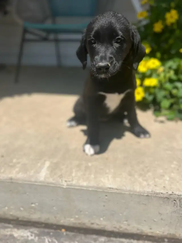 Lab Mix puppies please call 705-995-5137 in Dogs & Puppies for Rehoming in Barrie - Image 8