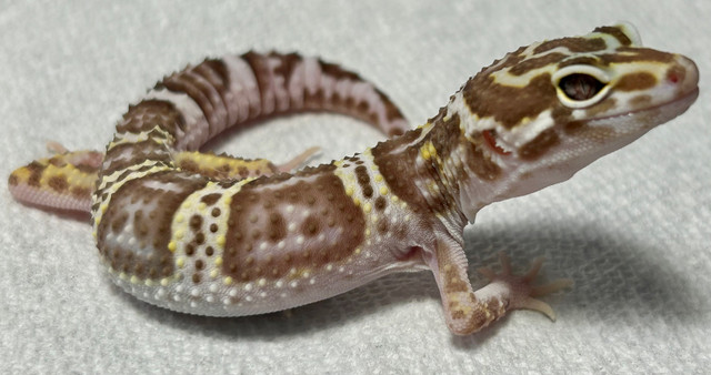 Leopard Geckos  in Reptiles & Amphibians for Rehoming in Lethbridge - Image 4