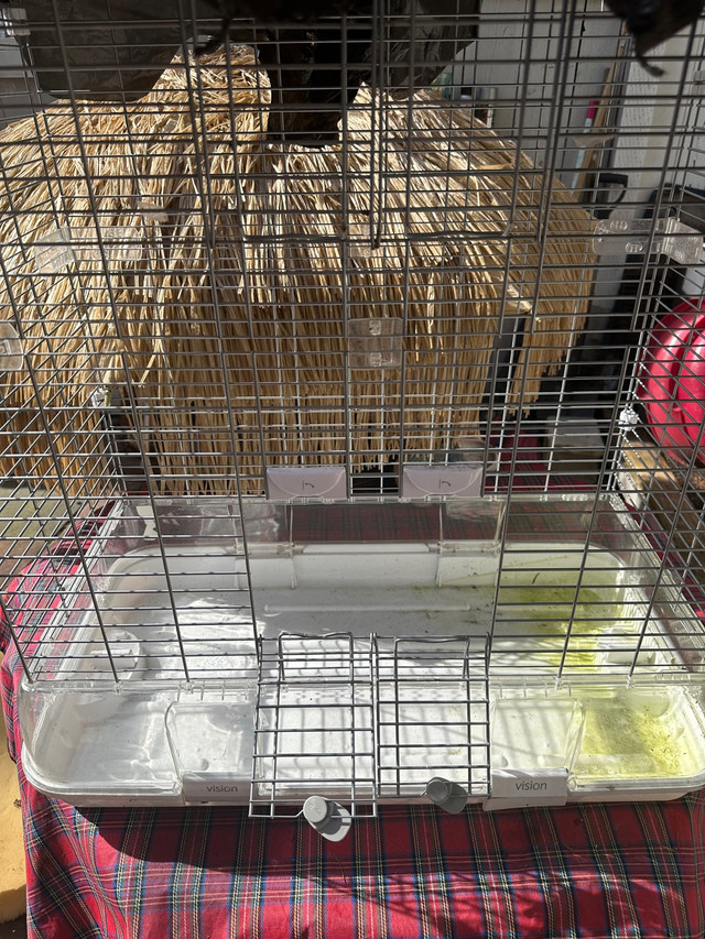 Large bird cage in Animal & Pet Services in Vancouver - Image 2