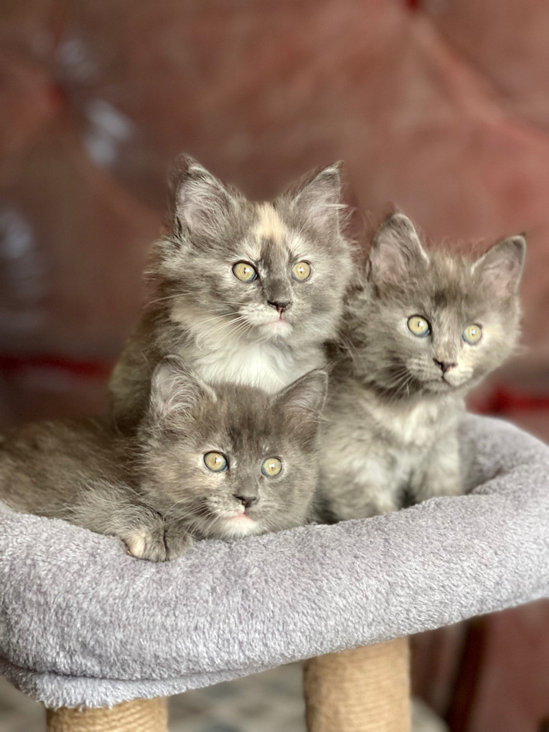 Mainecoon Kittens Cats & Kittens for Rehoming Windsor Region Kijiji