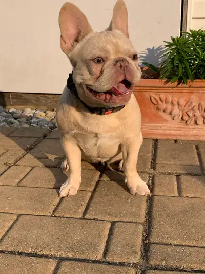 Bouledogue français femelle cherche une bonne famille 5 mois connais les commandes de base assie et...