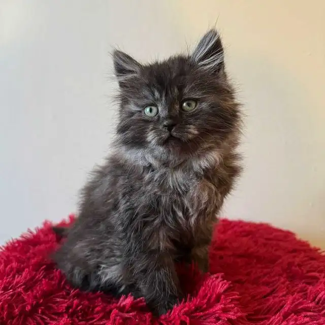 Vaccinated Siberian kitten