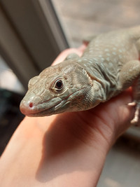 Offering Reptile Care Services