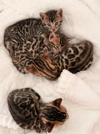 Chatons Bengal, View more