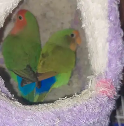 Hello I have 4 pairs of lovebirds I'm selling for my cousin , each pair come with a temporary cage a...