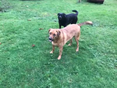 Beautiful Labrador Retrievers, View more