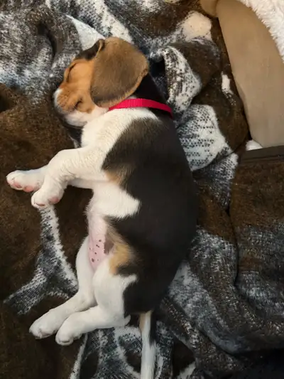 1 Female Beagle looking for a new home. Comes paper, vet checked with first shots. Medium sized kenn...