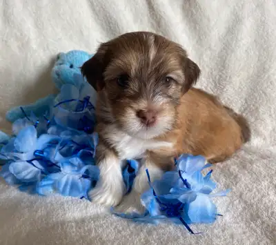 Purebred Havanese Puppies, View more