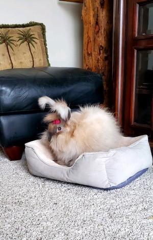 DARLING ENGLISH ANGORA BUNNIES in Small Animals for Rehoming in Winnipeg - Image 3