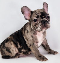 French Bulldog Puppies “CKC Registered”