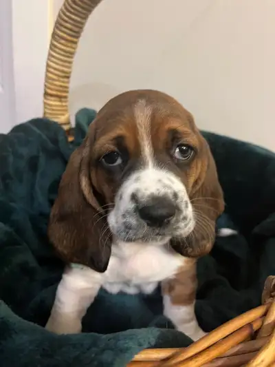 Bassett Hound Puppies 2 girls left, View more