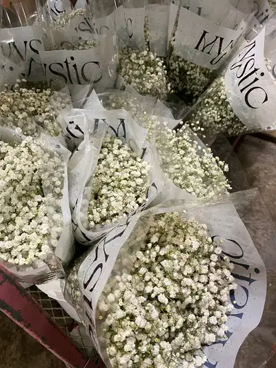 Babies breath bunch $35, View more