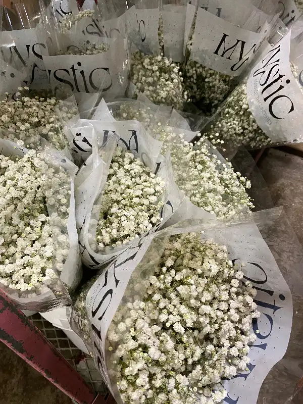 Babies breath bunch $35 in Other in Mississauga / Peel Region - Image 2