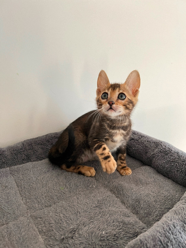 TICA registered. Purebred marble bengal kitten in Cats & Kittens for Rehoming in Markham / York Region - Image 4