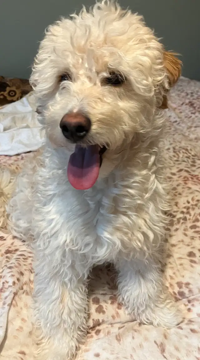 ❤️Golden Doodle and Golden Mountain Doodles available ❤️ in Dogs & Puppies for Rehoming in Hamilton - Image 4