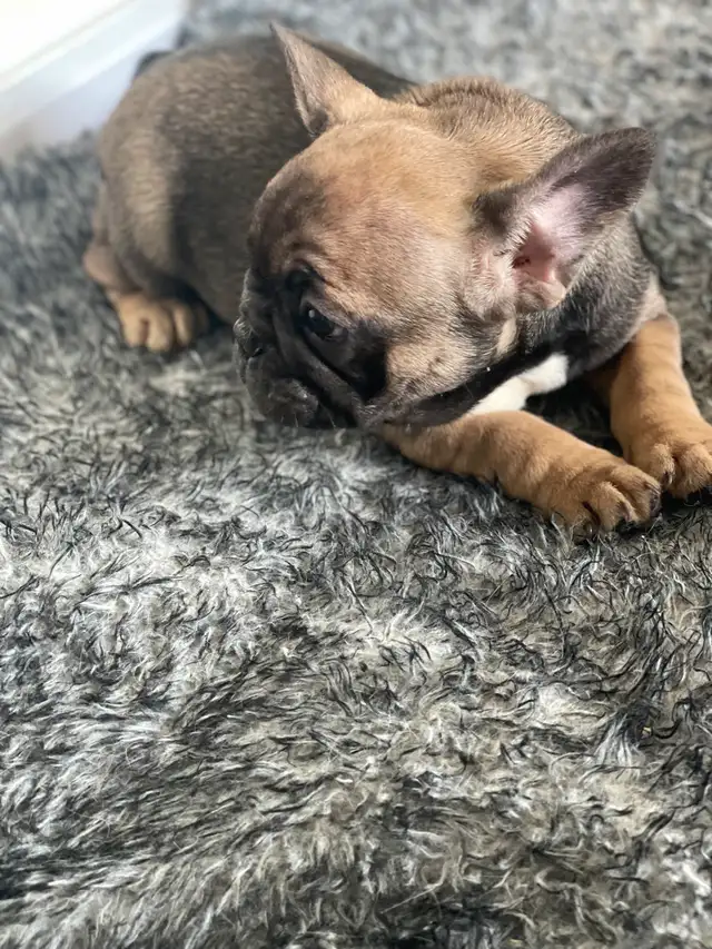 chiot bulldog français, frenchie puppies in Dogs & Puppies for Rehoming in City of Montréal - Image 3