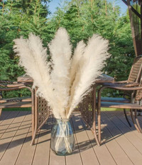 80cm long cream or beigh natural dried pampas grass 