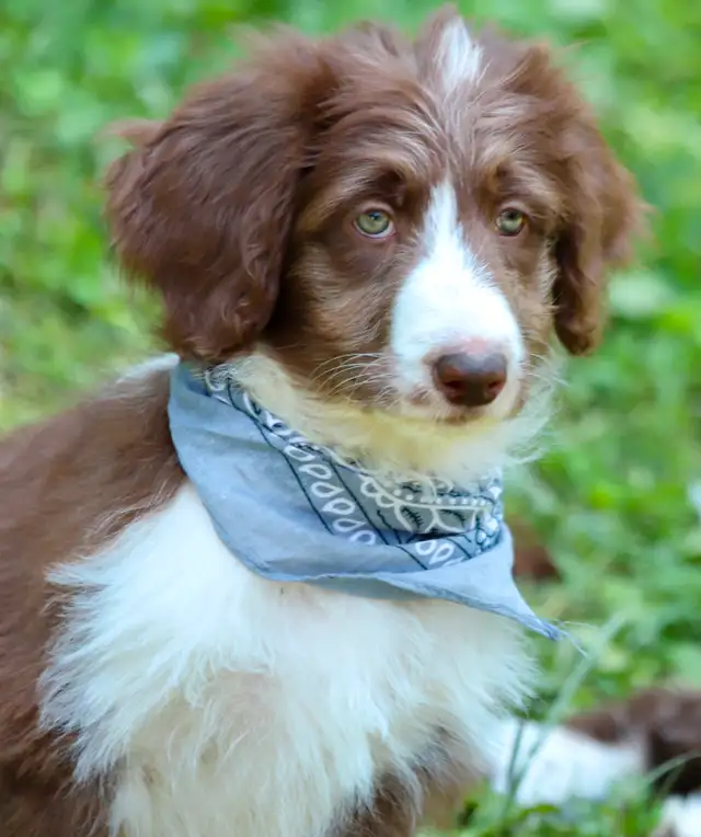 6  RARES DOODLES, BORDOODLES,  BORDOODLES   CHIOTS - PUPPIES in Dogs & Puppies for Rehoming in Laurentides - Image 11